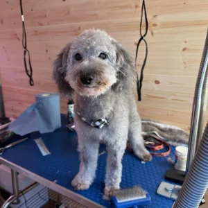 home garden dog grooming business